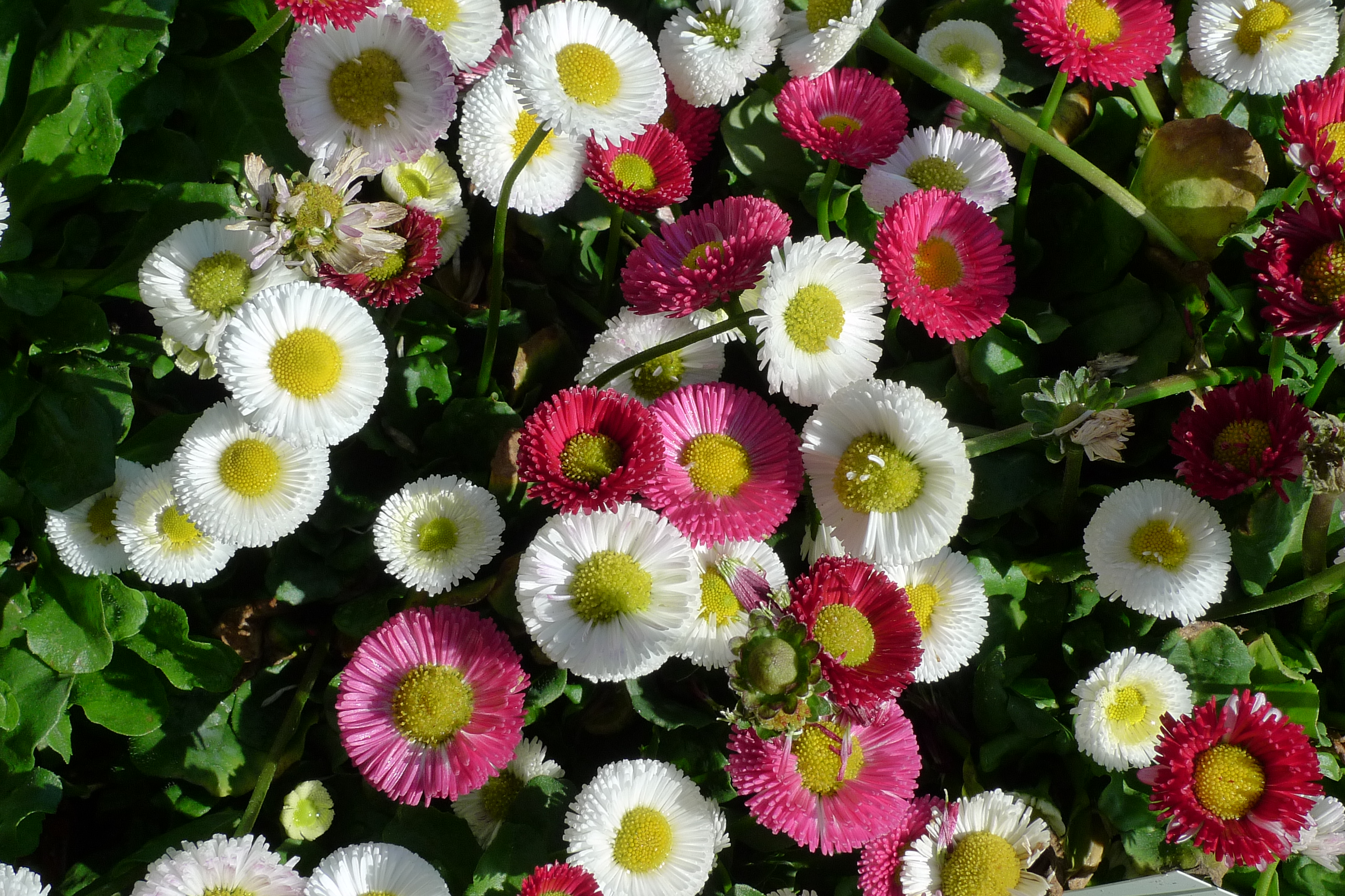 Bellis perenni